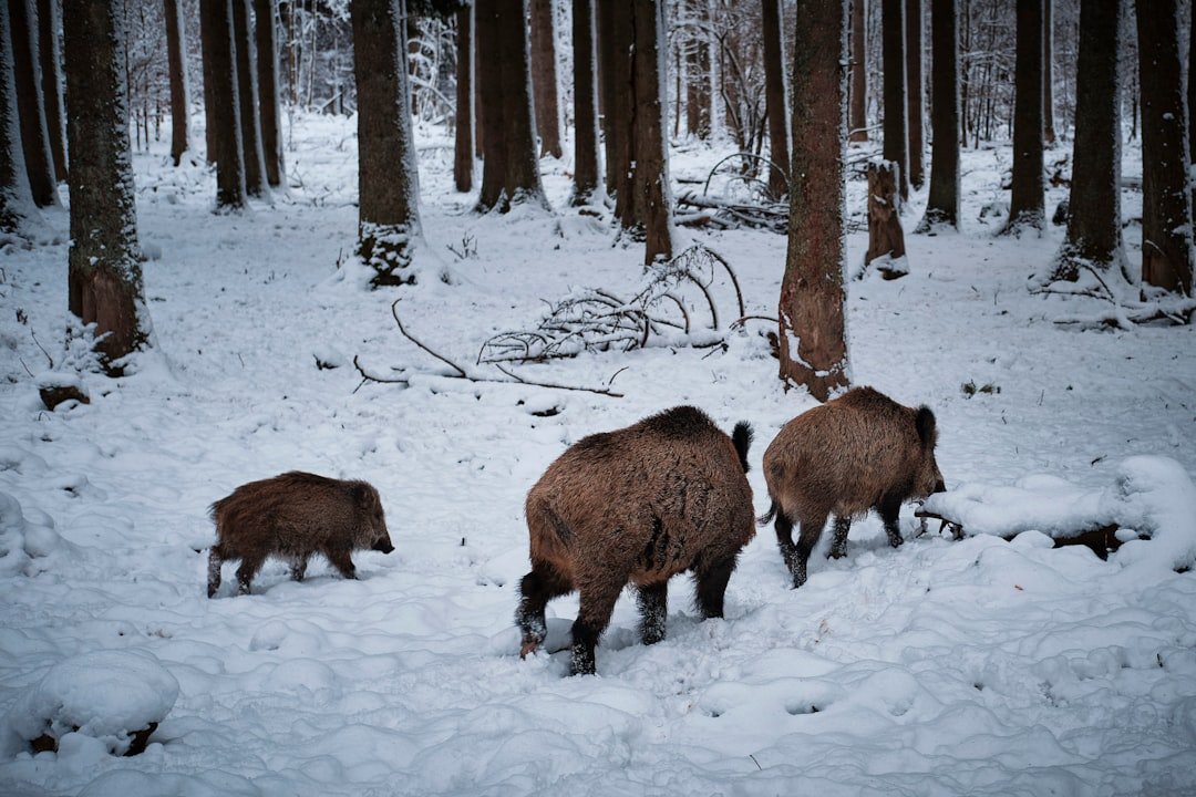 brown animal on snow covered ground during daytime