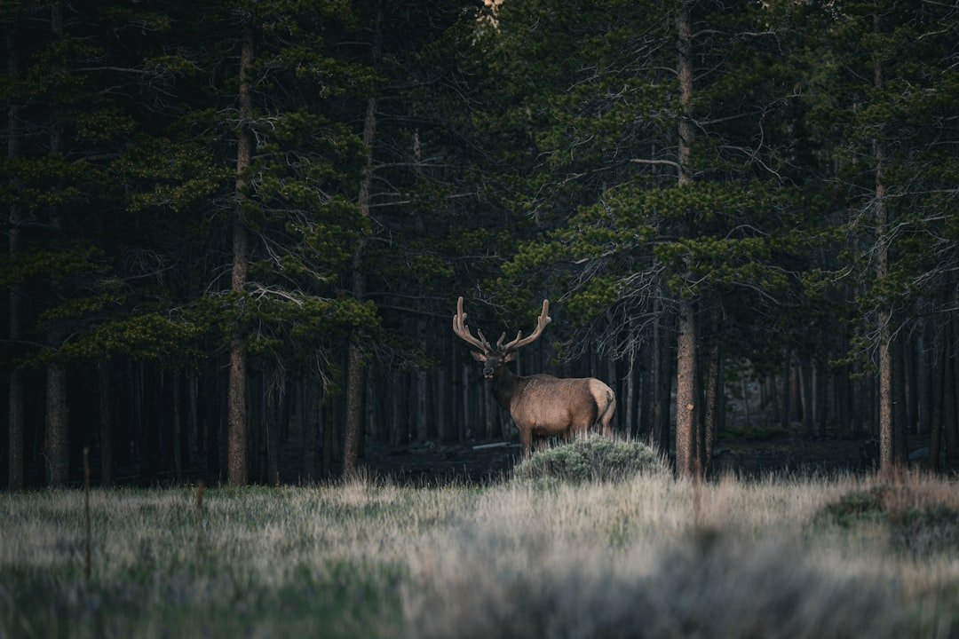 Elk with large antlers stands in a dark forest.