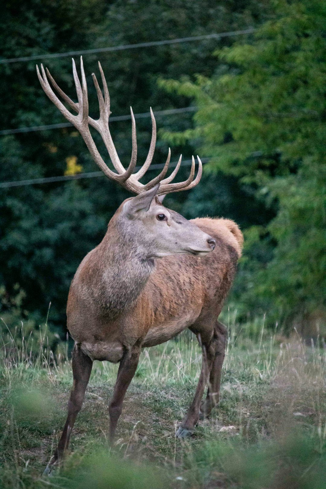 A majestic stag with large antlers in a forest.