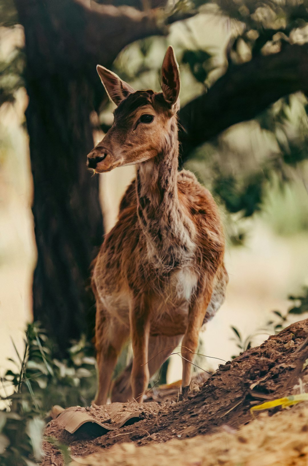 A young deer stands alert in a sunlit forest clearing.