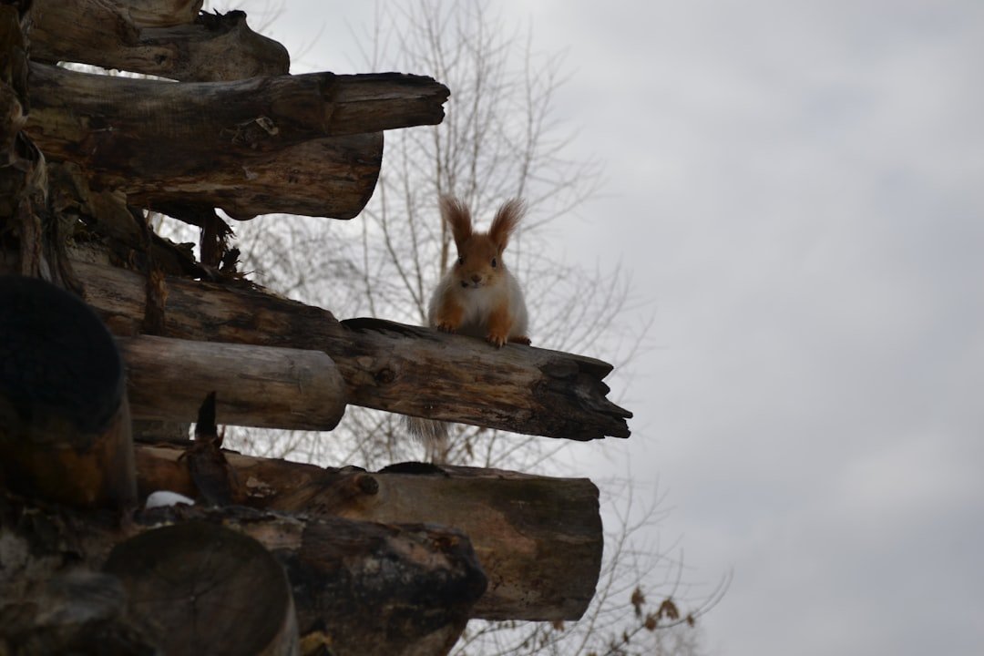a dog on a tree stump