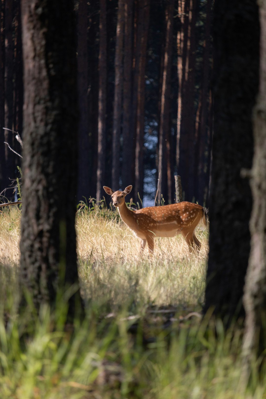 A deer stands in a sunlit forest clearing.