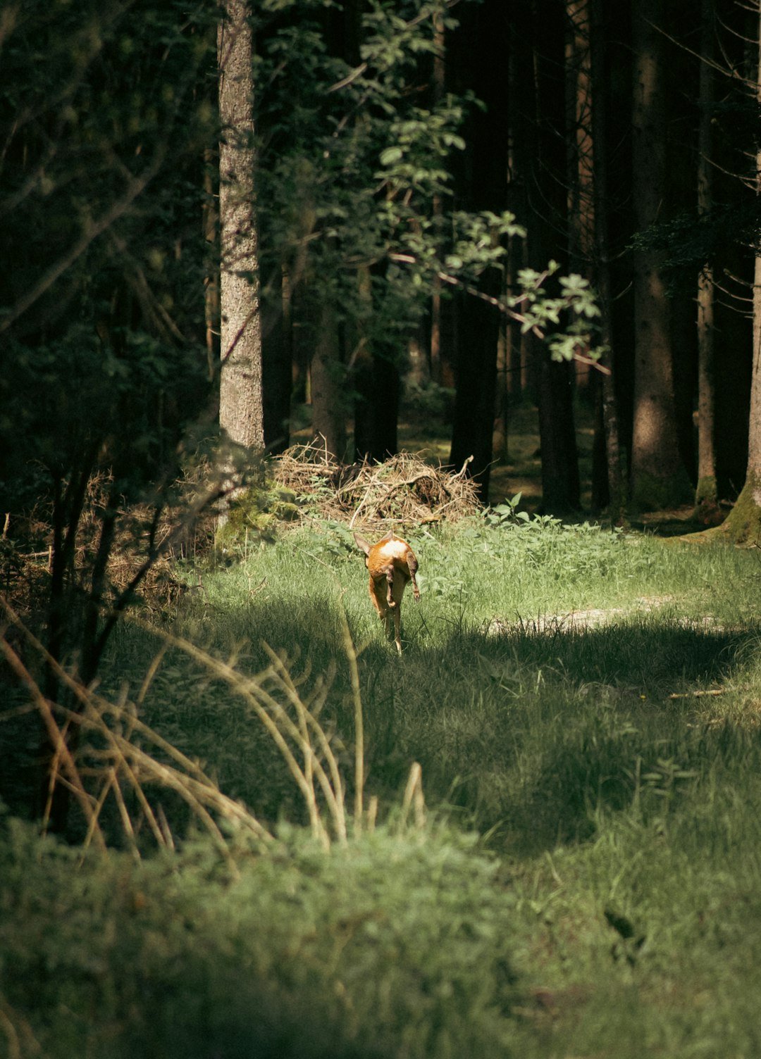 a dog in a grassy area