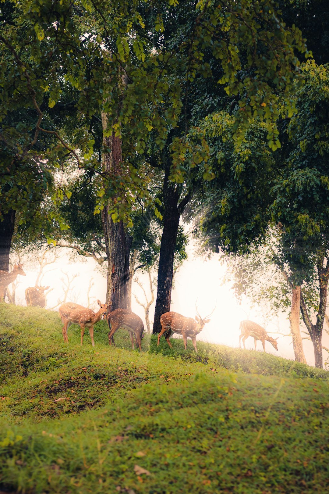a herd of deer standing on top of a lush green hillside