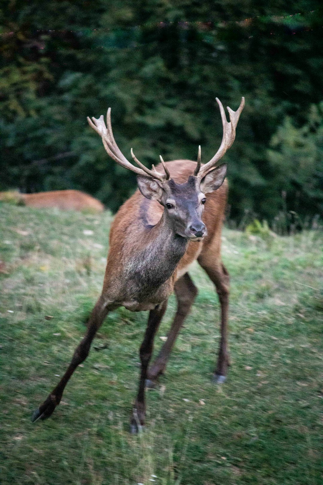 A stag with large antlers stands in a grassy field.