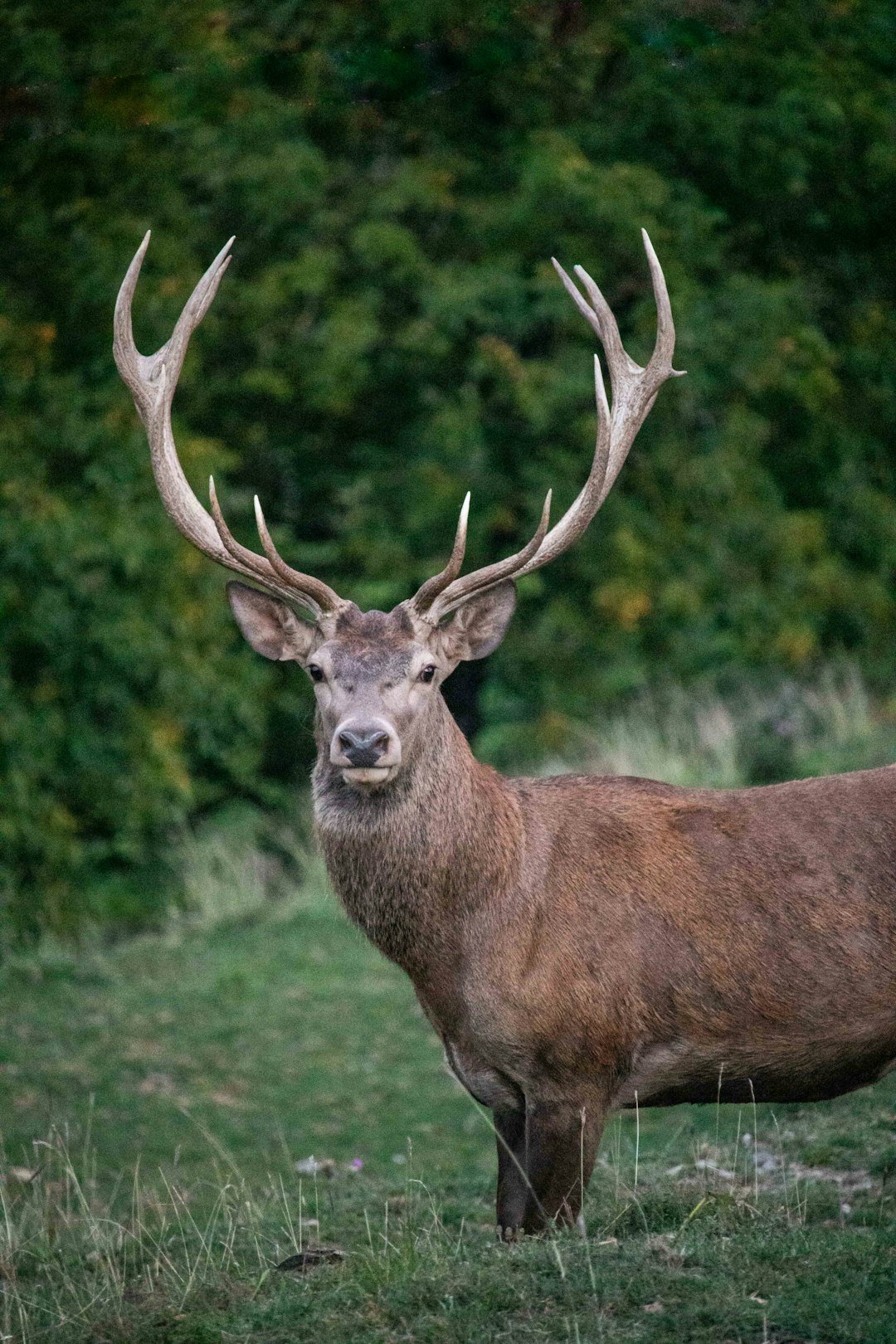 Majestic stag with large antlers in a grassy field.