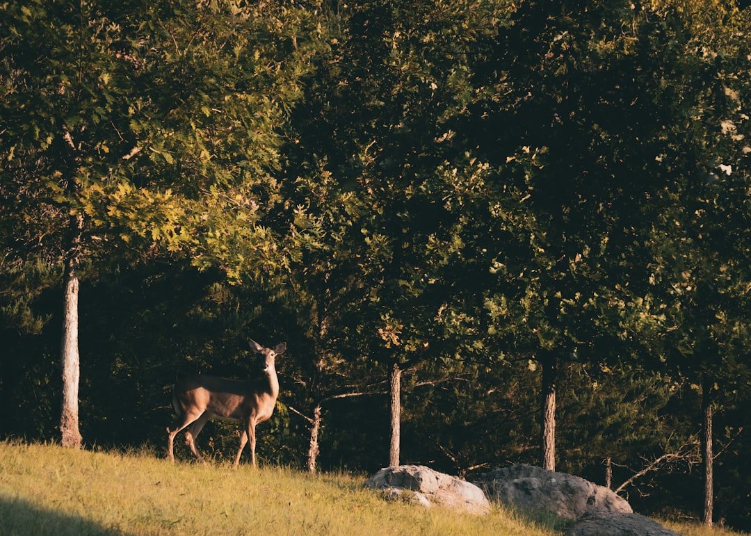 A deer stands on a grassy hill near trees.