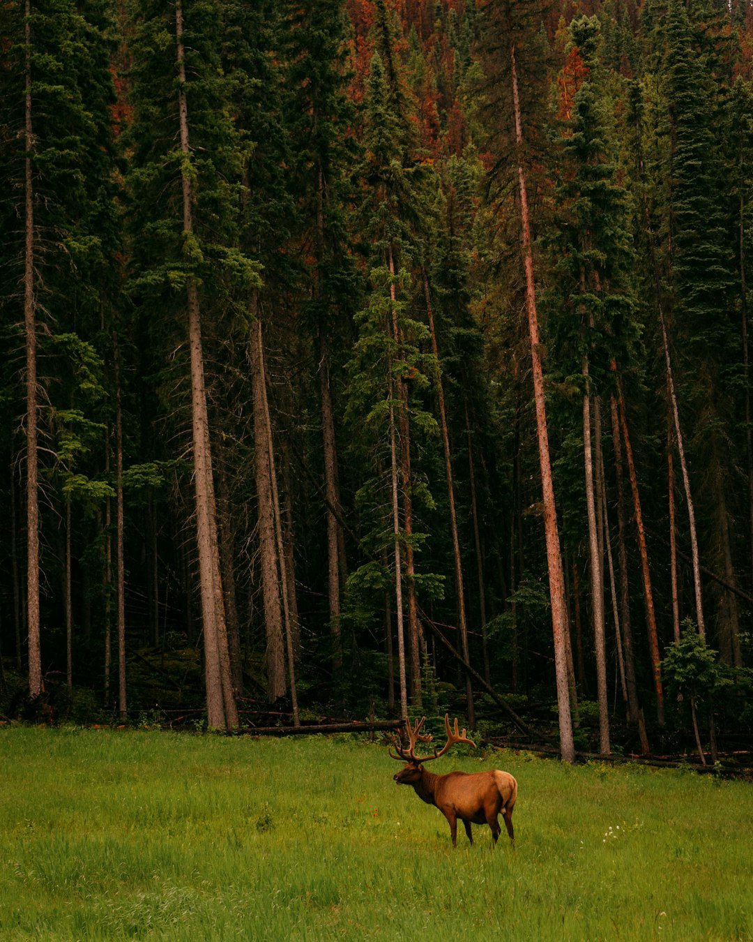 brown deer on green grass field surrounded by green trees during daytime
