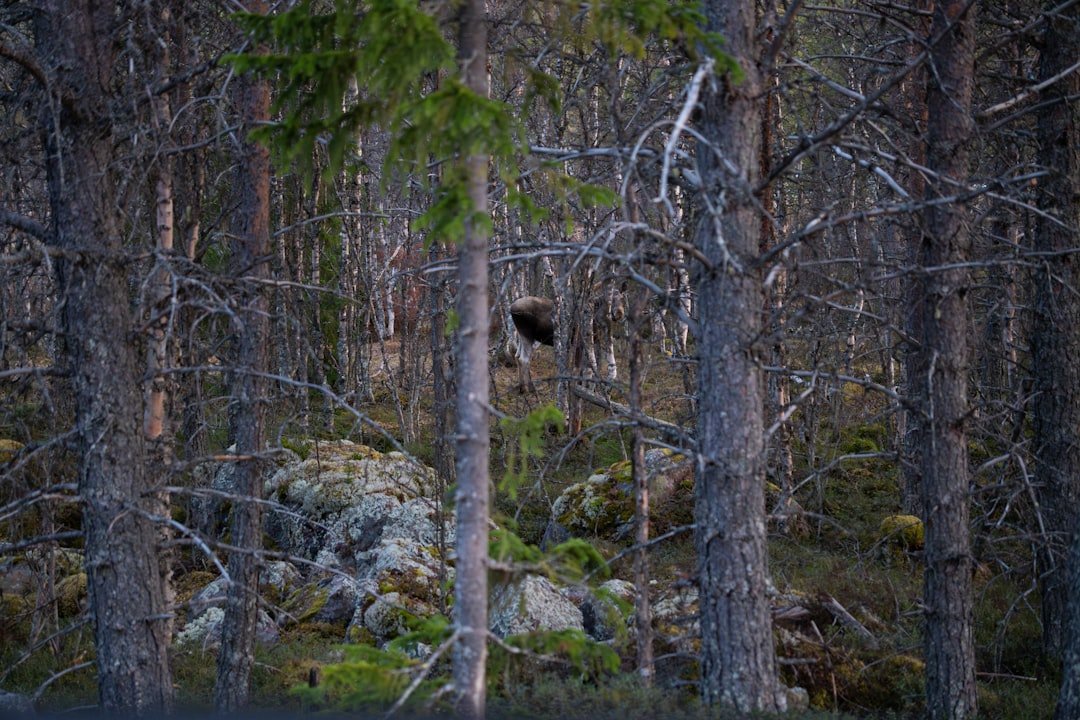 A moose partially hidden in a dense forest.