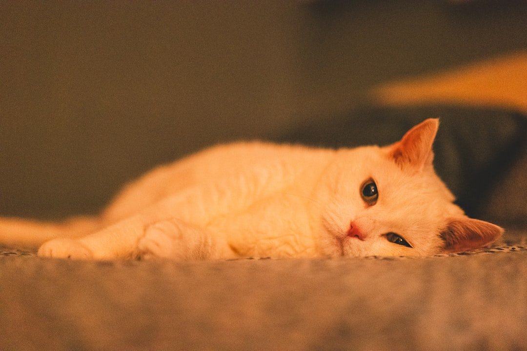 A white cat rests on a textured surface.