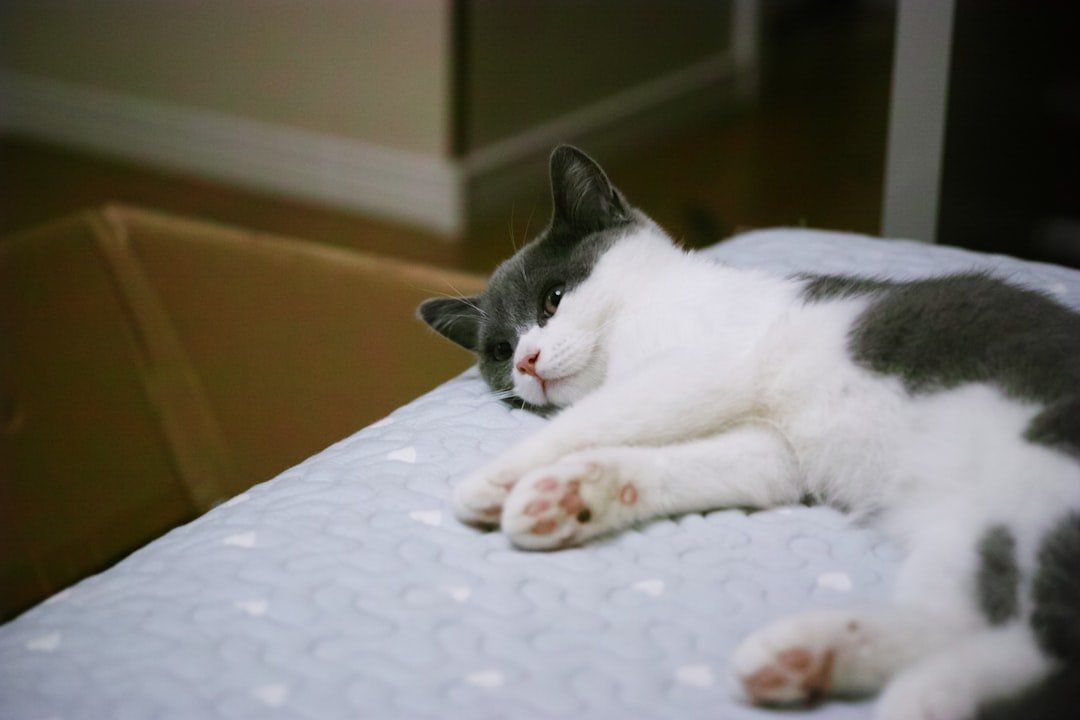 A gray and white cat rests on a patterned blanket.