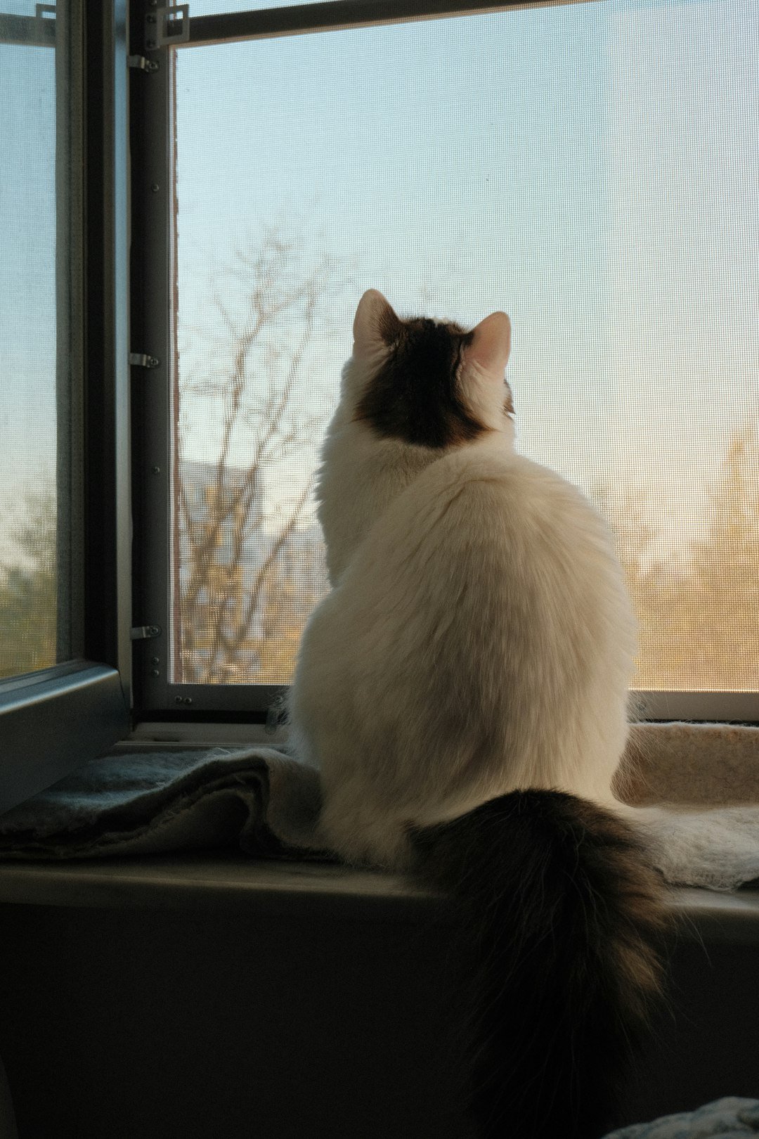 Fluffy cat sits on windowsill looking out window