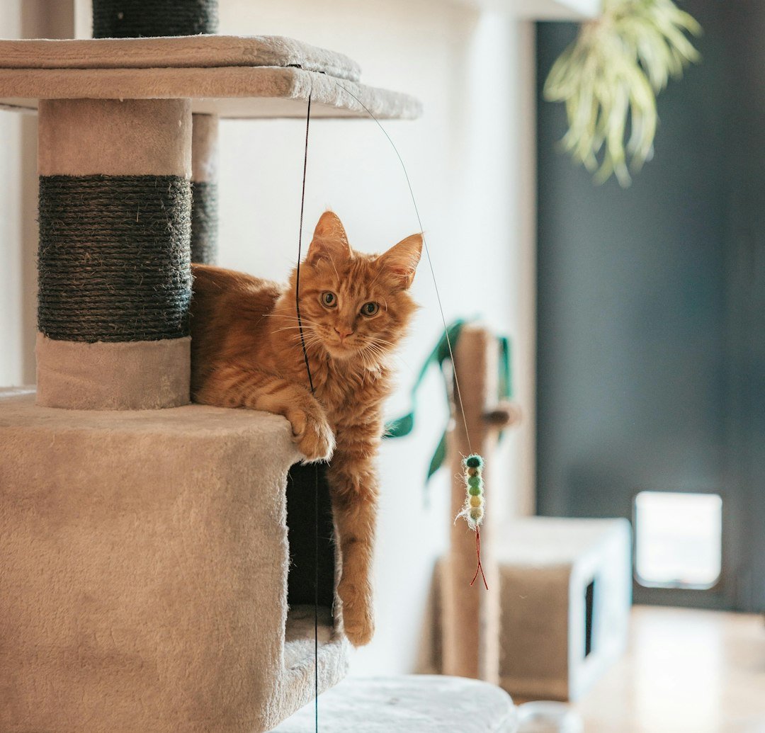 An orange cat relaxes on a multi-level cat tree.