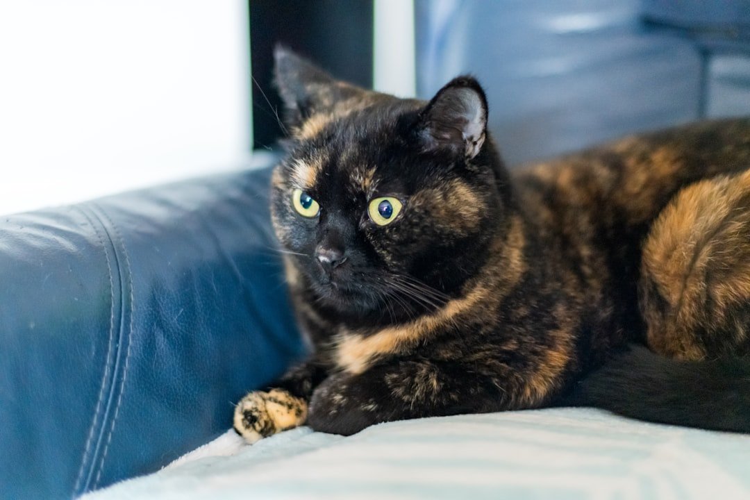 A tortoiseshell cat rests on a blue couch.