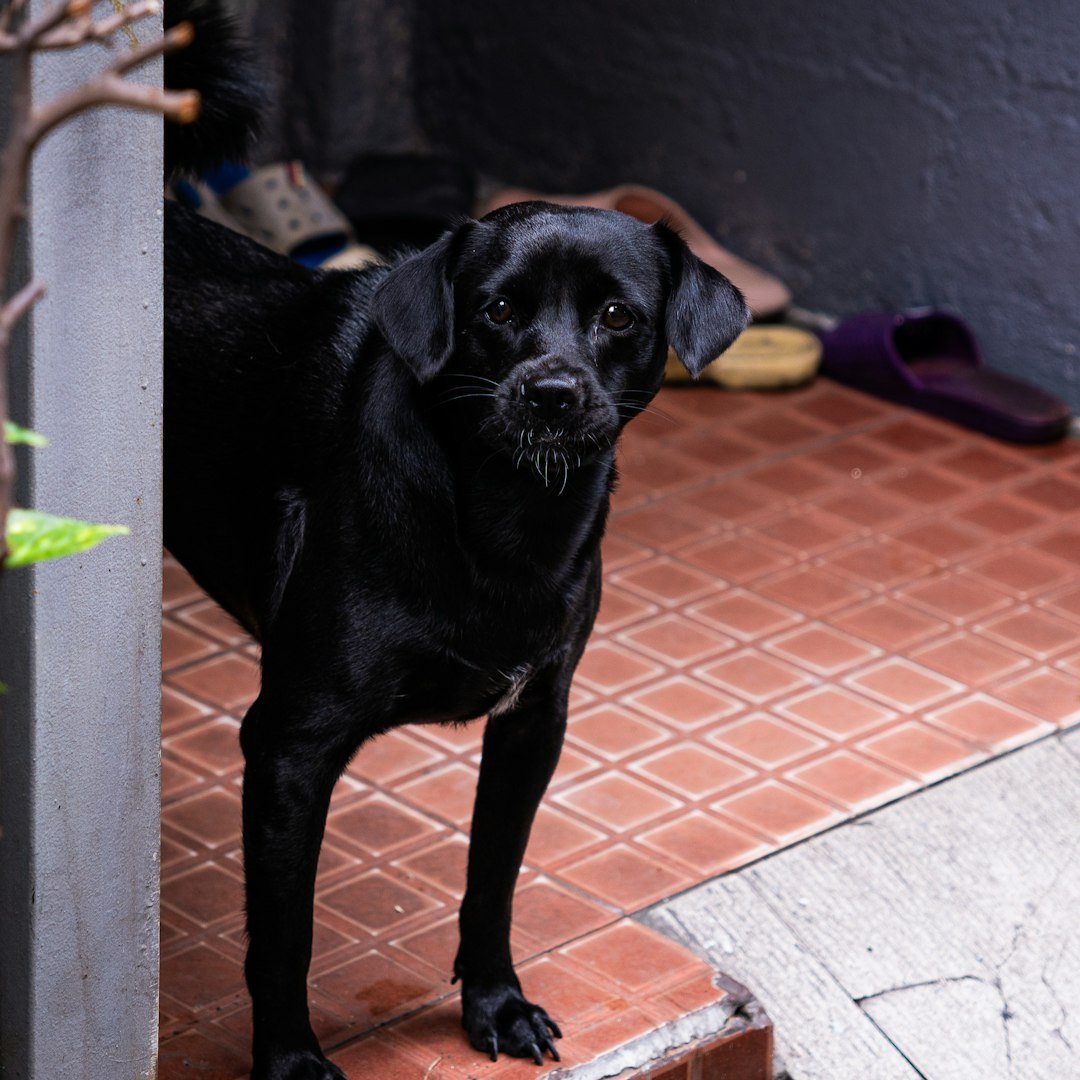 A black dog standing on a tiled floor