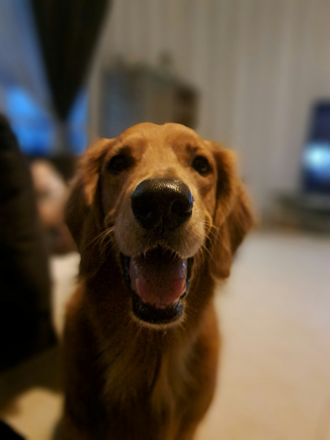 A happy golden retriever dog looking at the camera.