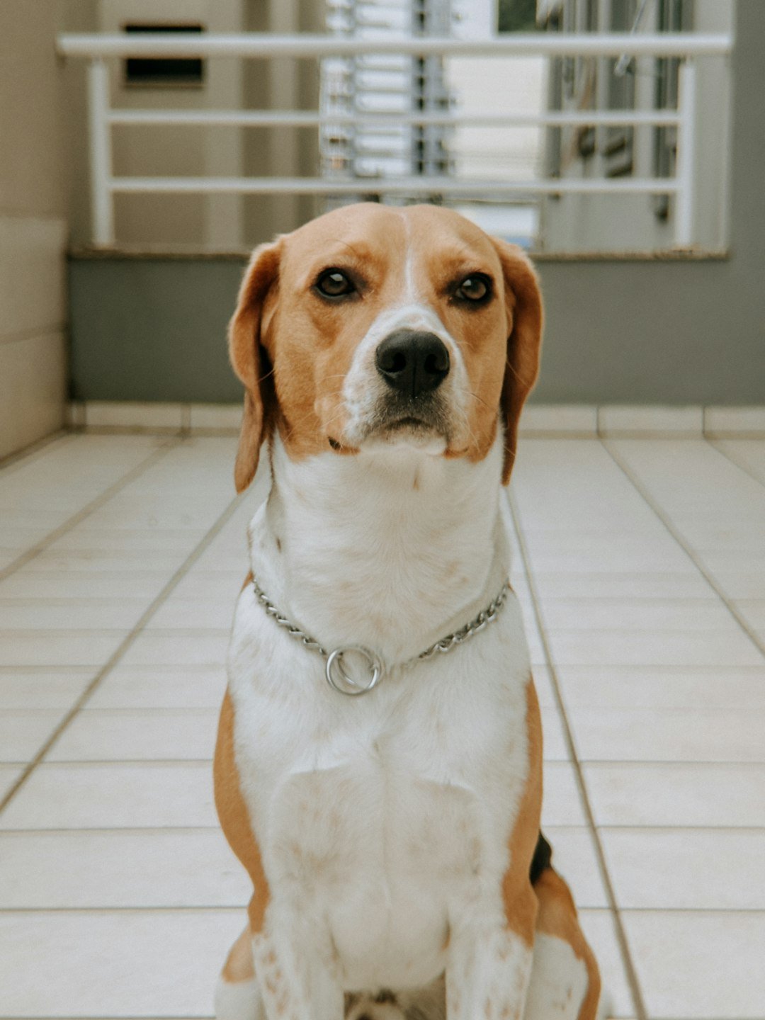 A beagle dog with a silver collar sits attentively.