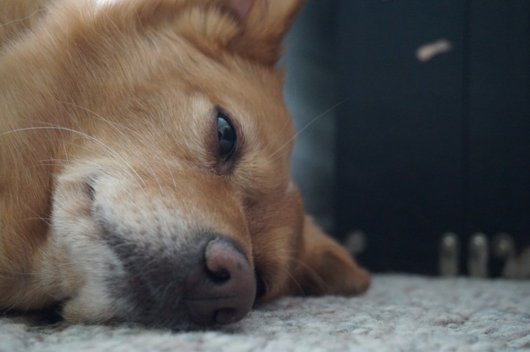 Close-up of a golden dog resting on a carpet.