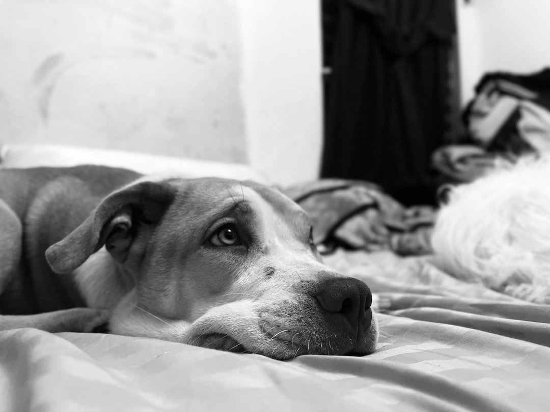 A dog rests on a bed with a thoughtful expression.