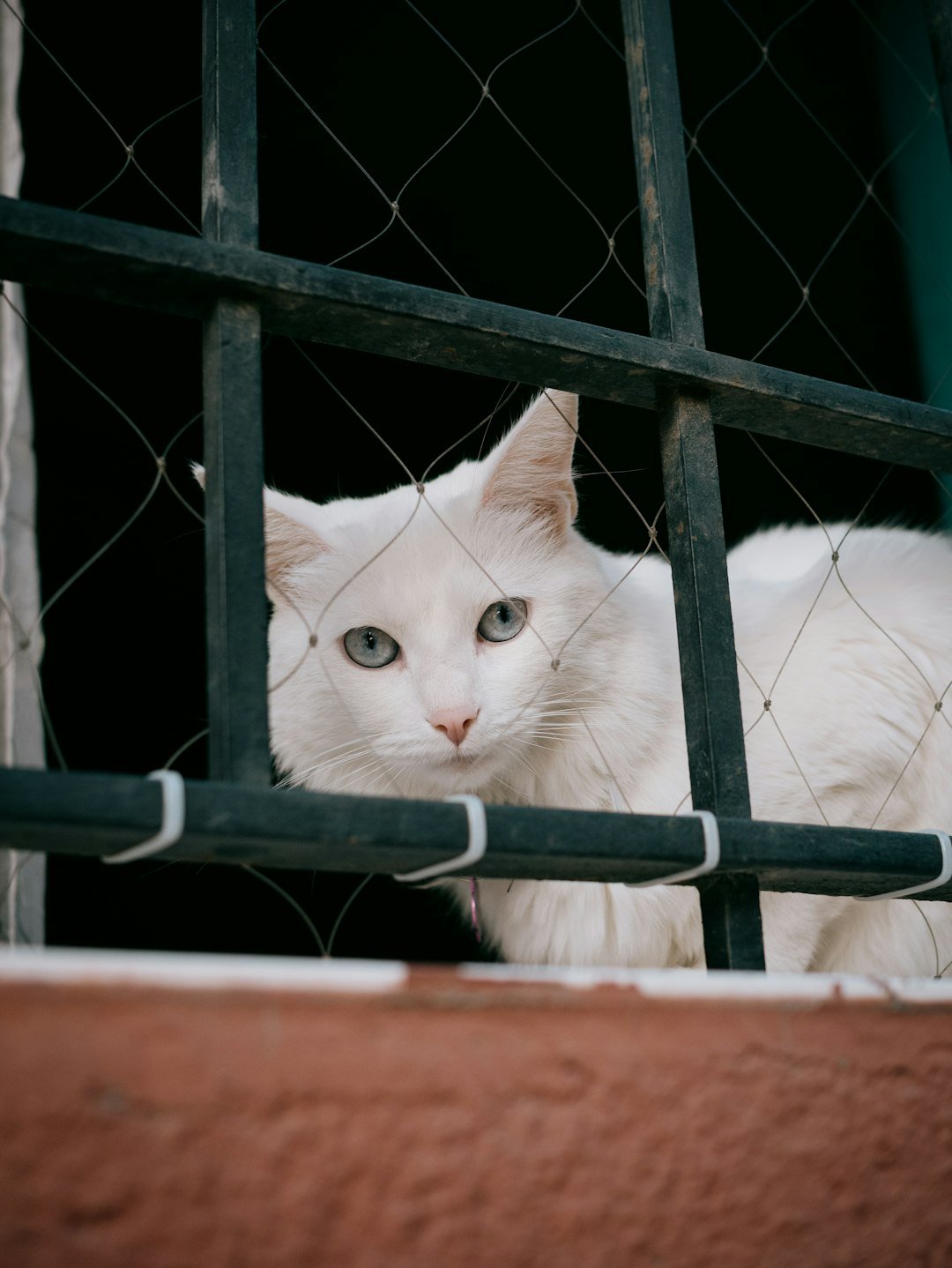 A white cat peers through a barred window.