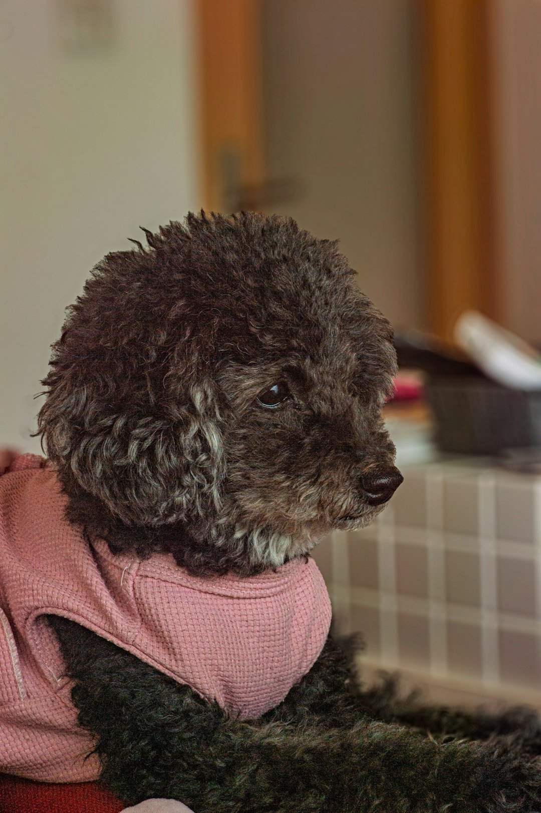 A small poodle wearing a pink shirt.