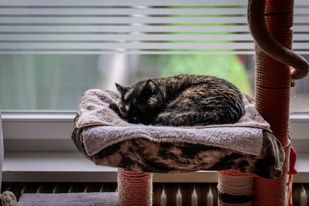 A tortoiseshell cat sleeps curled up on a perch.