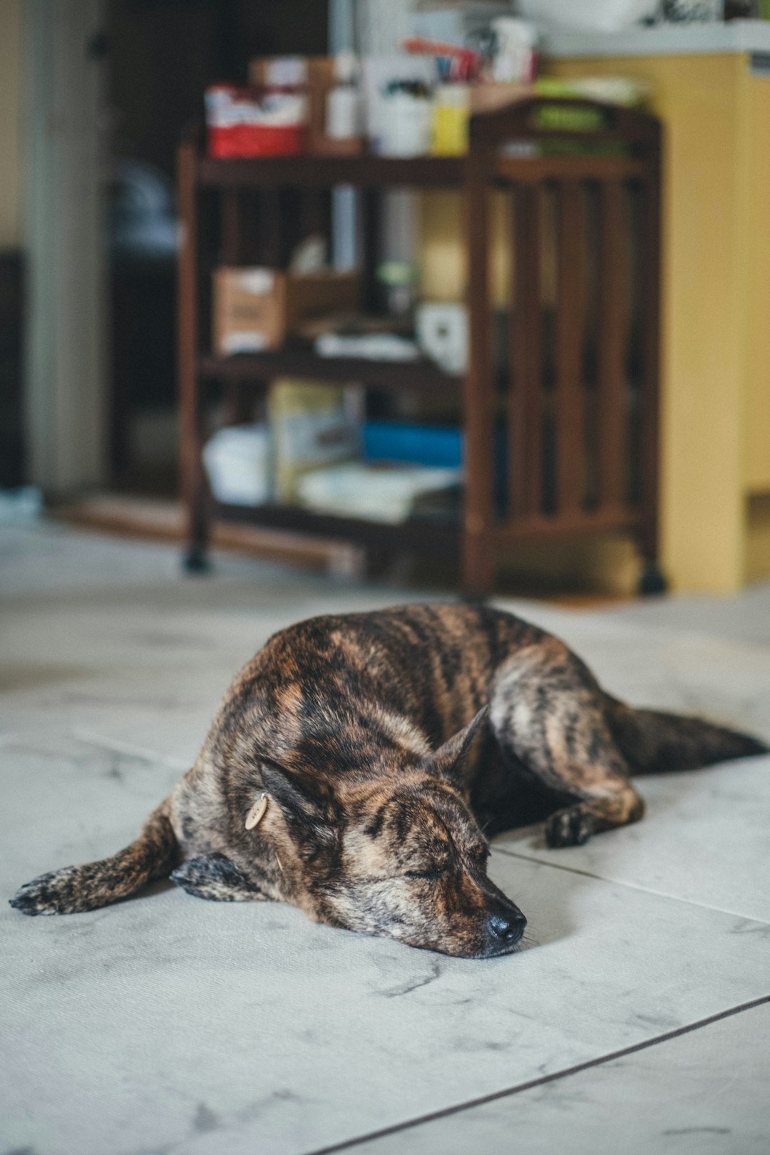 A brindle dog rests on a tiled floor.