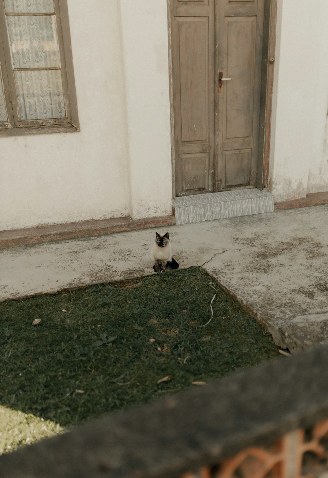 A siamese cat sits outside a building.