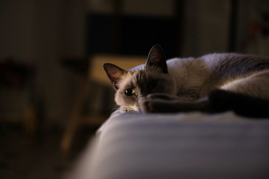 A siamese cat rests on a couch in dim light.