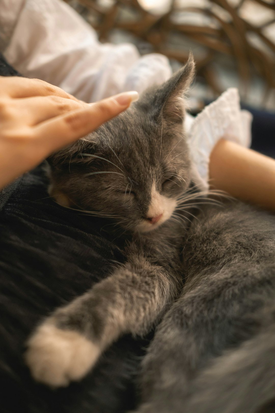 A person petting a sleeping gray kitten