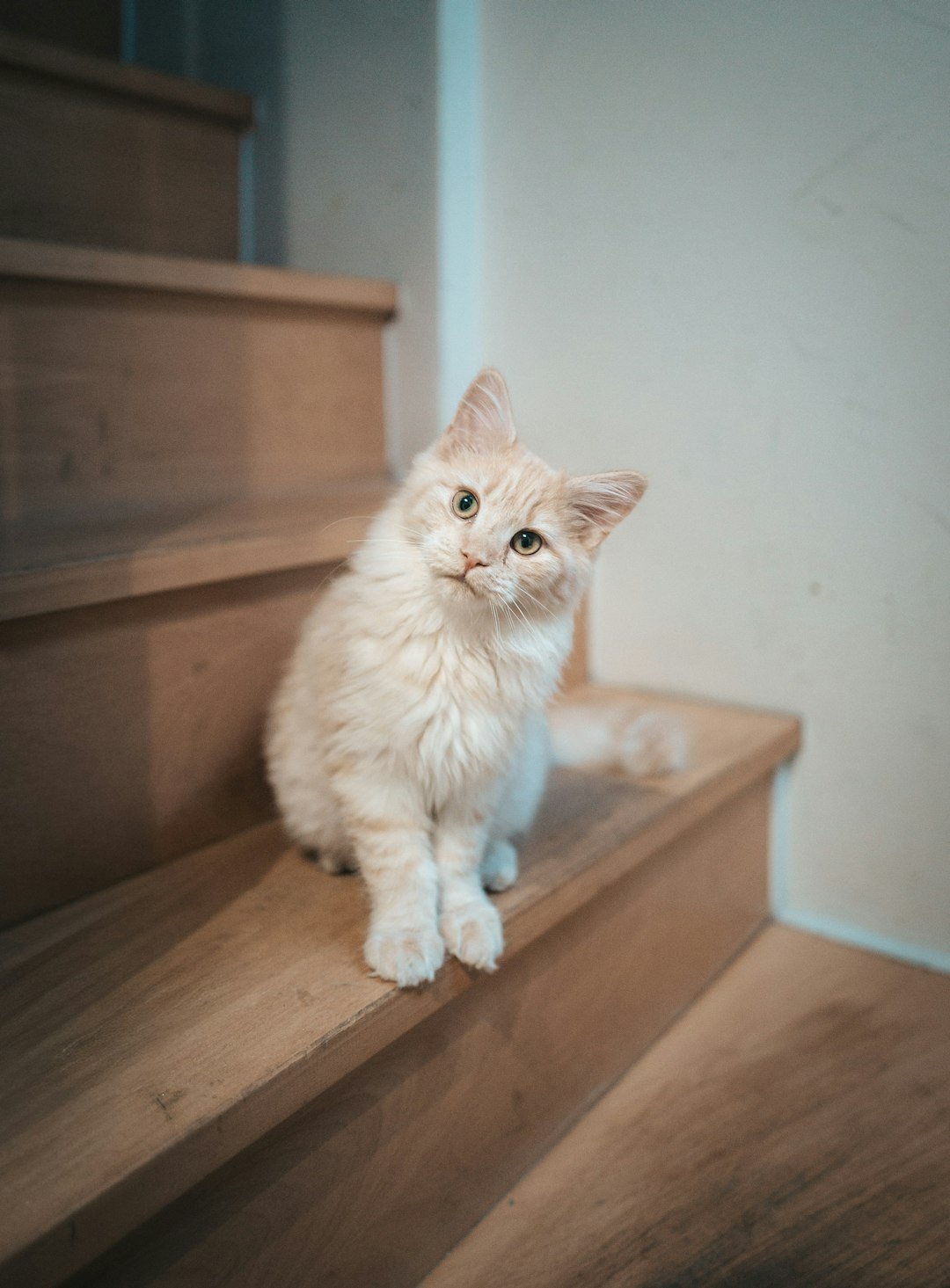 A fluffy cream kitten sits on wooden stairs.