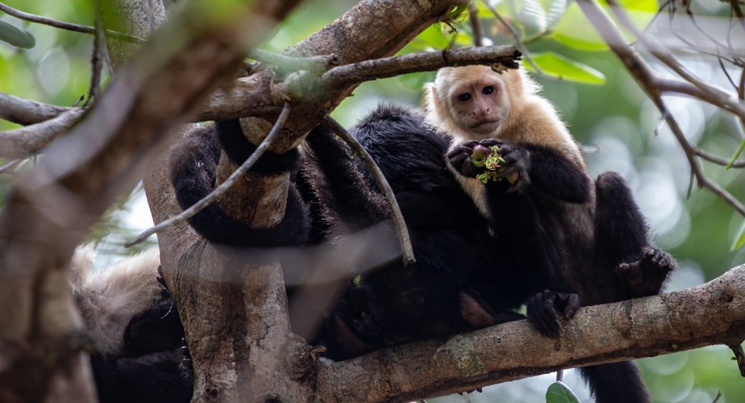 a monkey sitting in a tree eating a leaf