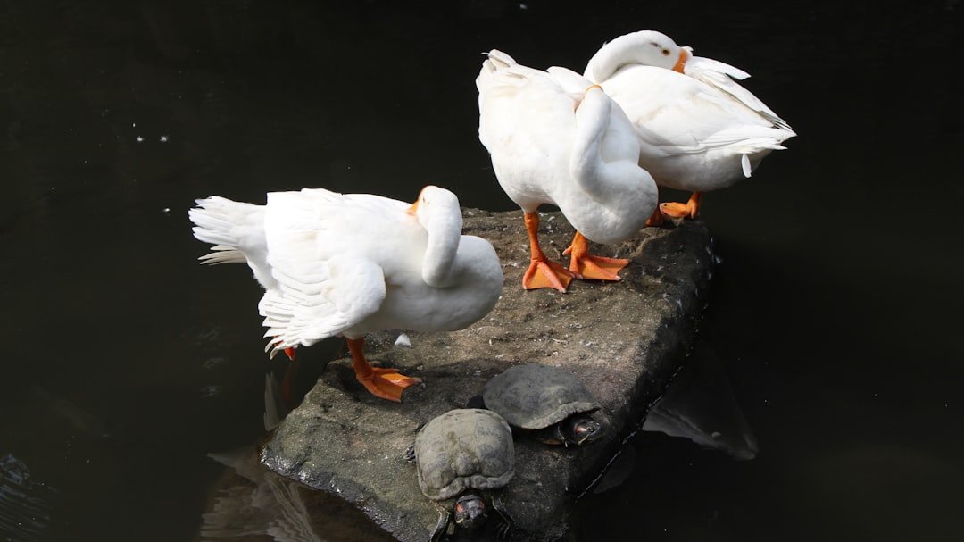 three white ducks standing on a rock in the water