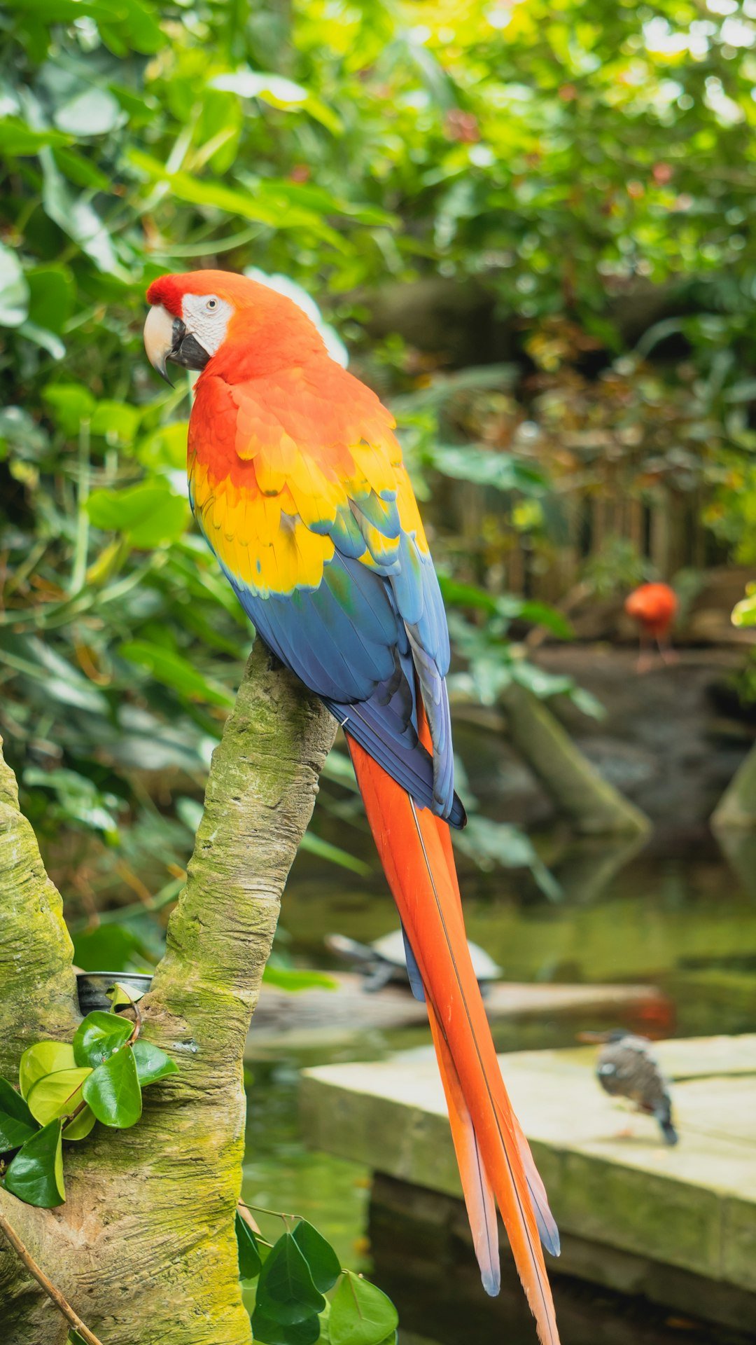 red yellow blue and green parrot on brown tree branch