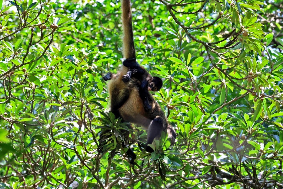 a monkey hanging from a tree branch in a forest