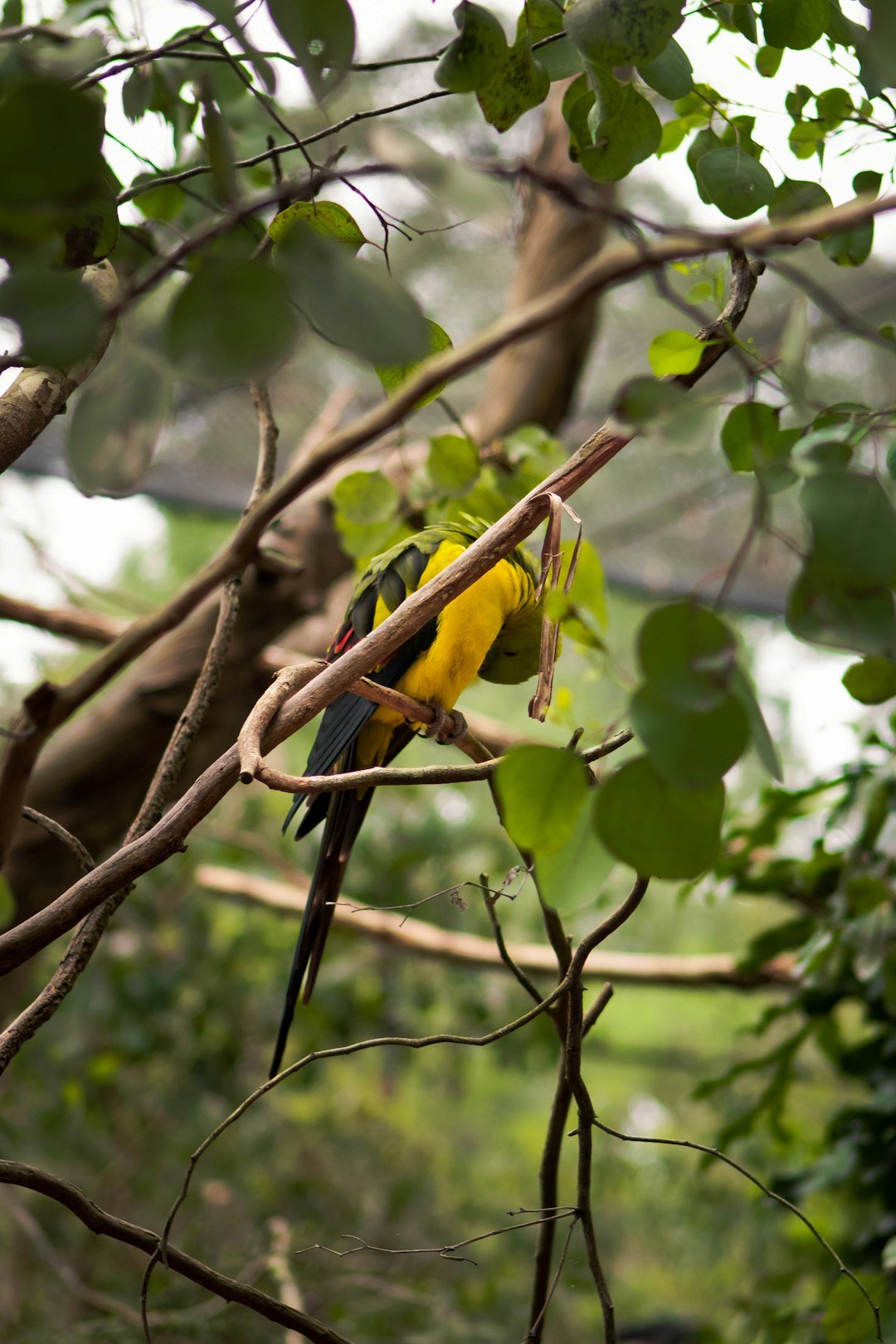 a bird perched on a tree branch