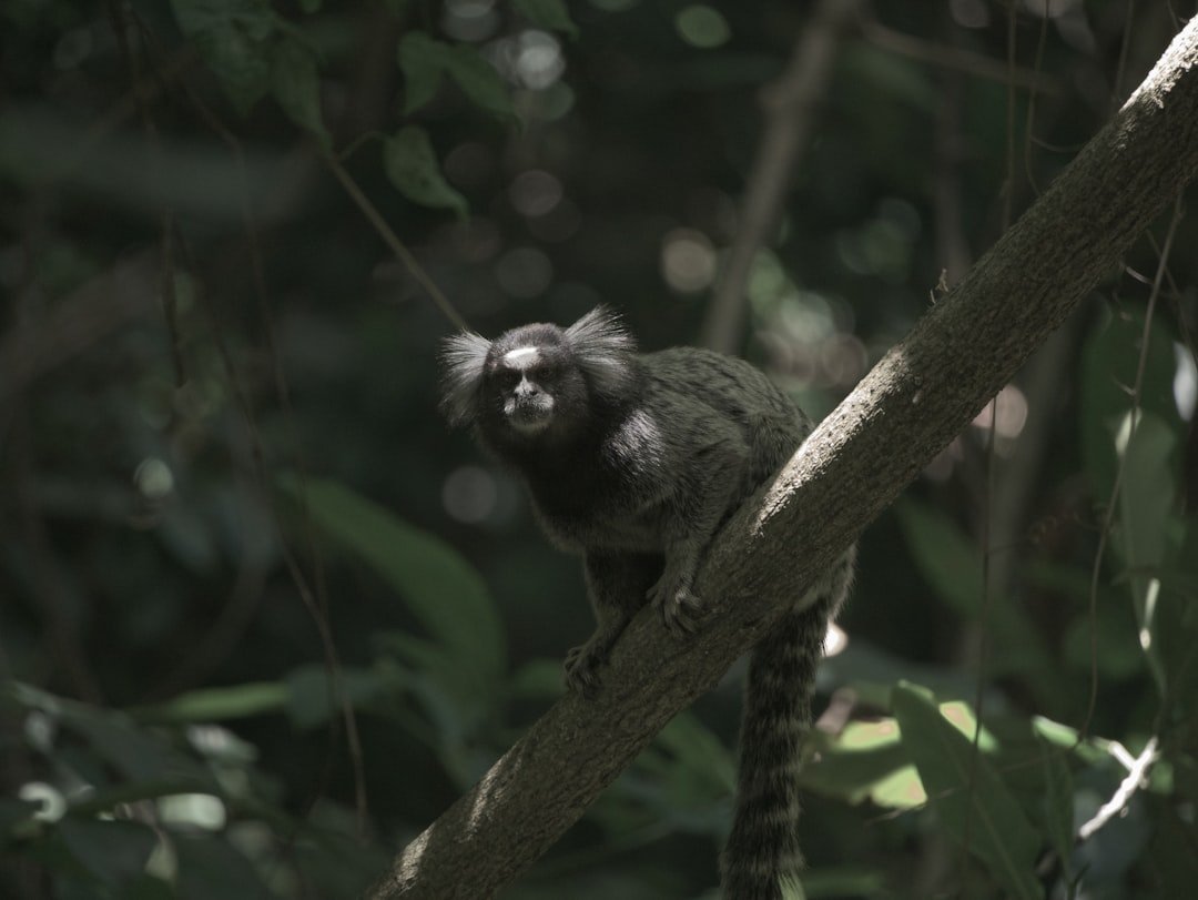 Marmoset on the tree