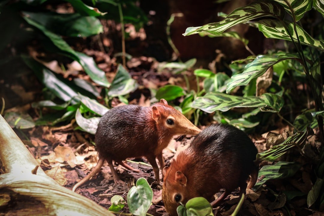 a couple of small animals standing on top of a forest floor