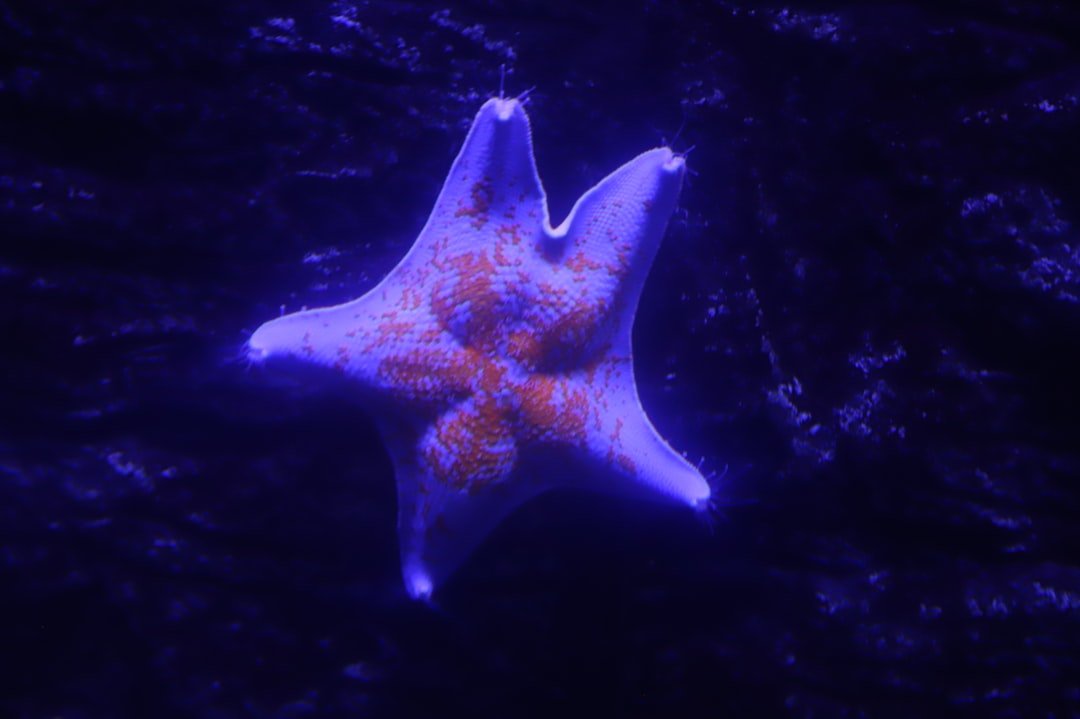 A purple starfish with orange spots underwater.
