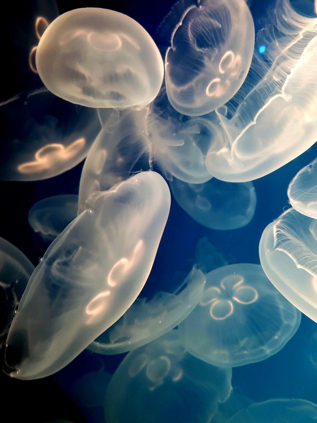 a bunch of jellyfish floating in the water
