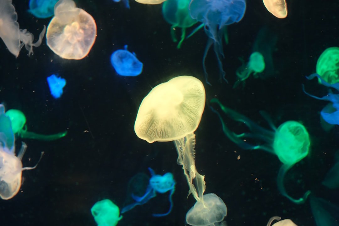 a group of jellyfish swimming in a tank