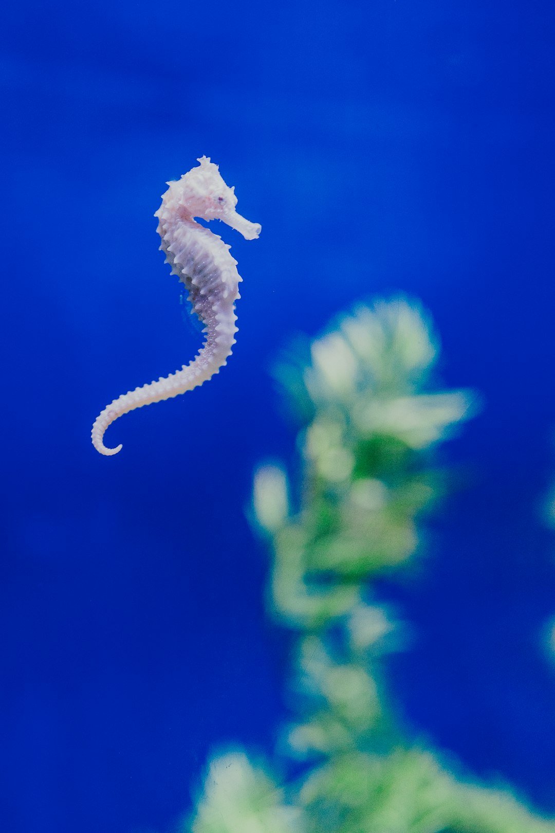 A sea horse is floating in the water