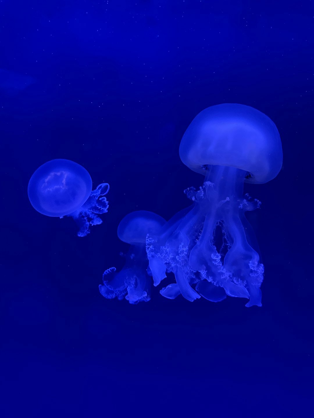 A group of jellyfish floating in the water