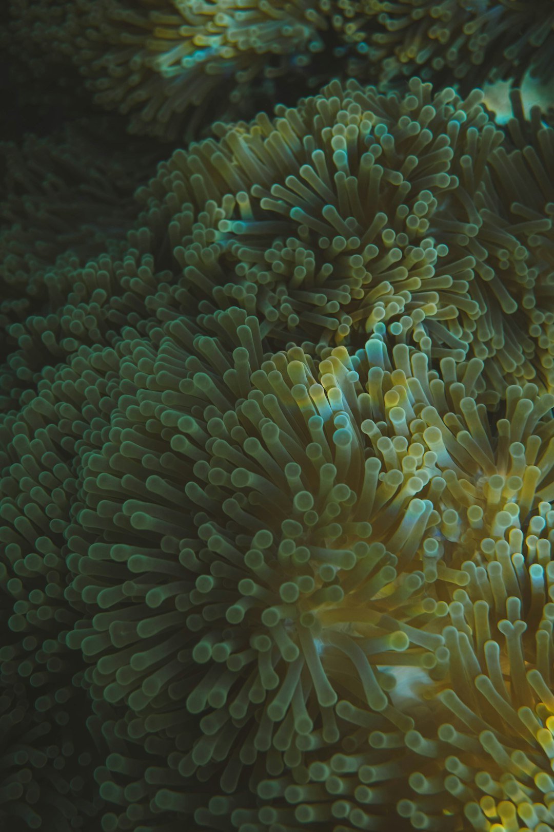 Close-up of a sea anemone with many tentacles