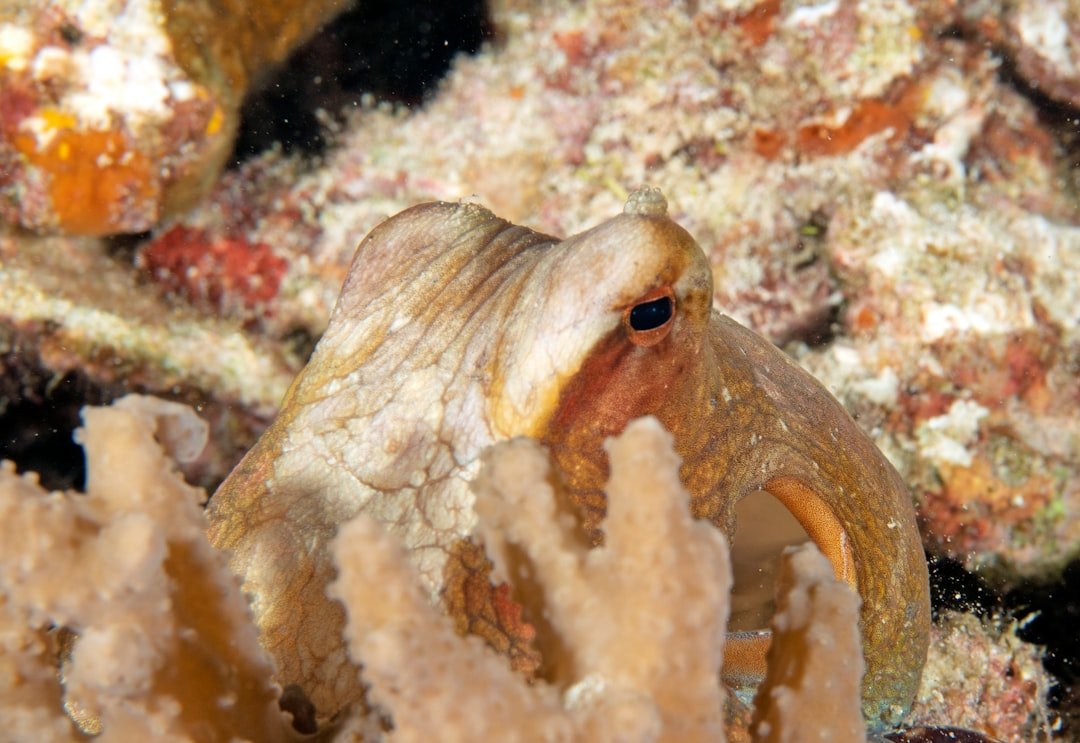 a close up of an octopus on a coral