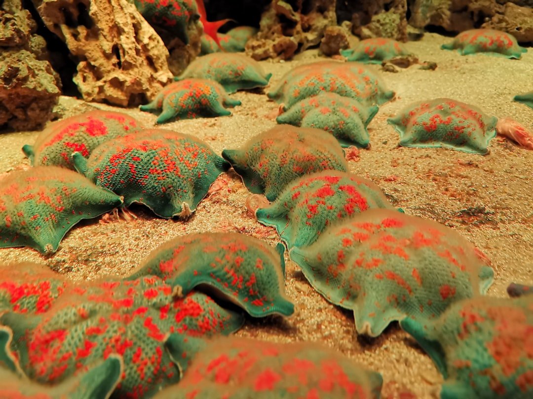 gray sea creature on brown sand