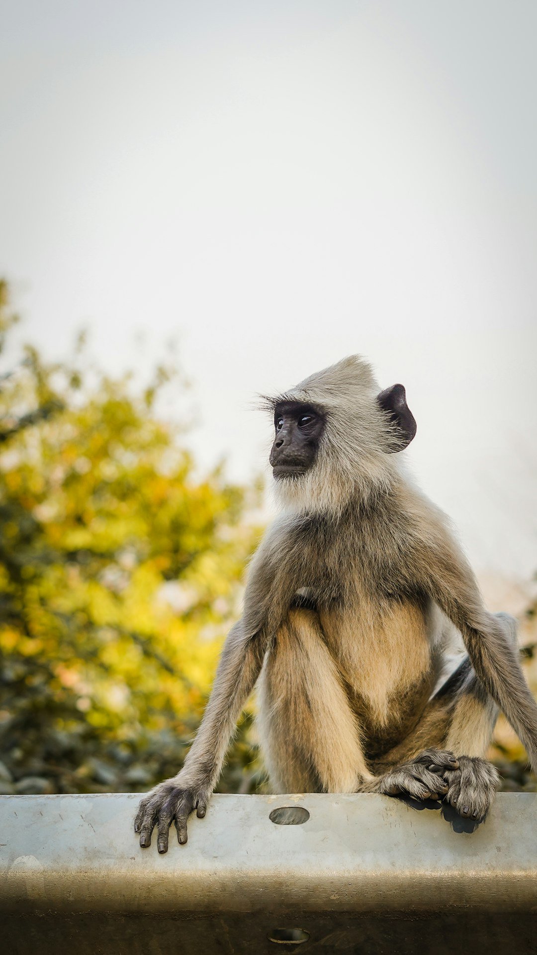 a monkey sitting on a ledge