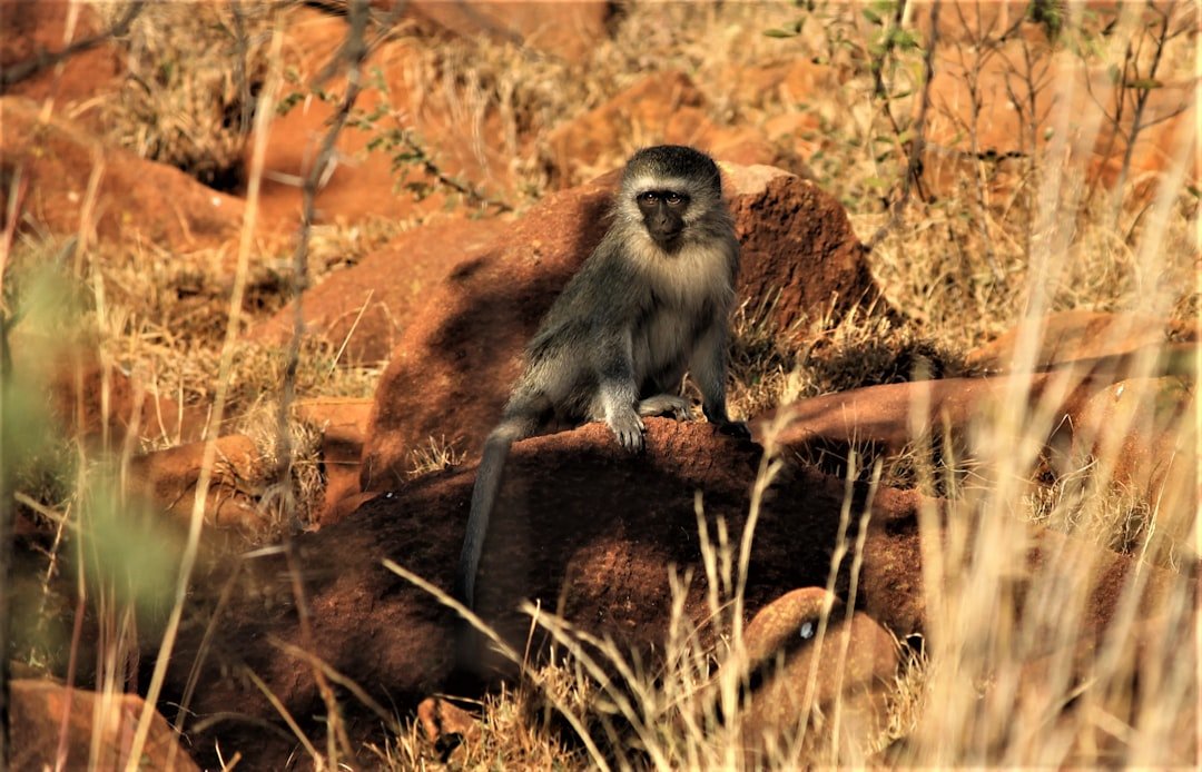 white and brown monkey on brown rock