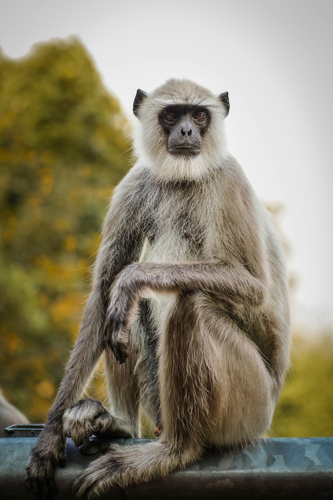 a monkey sitting on a car