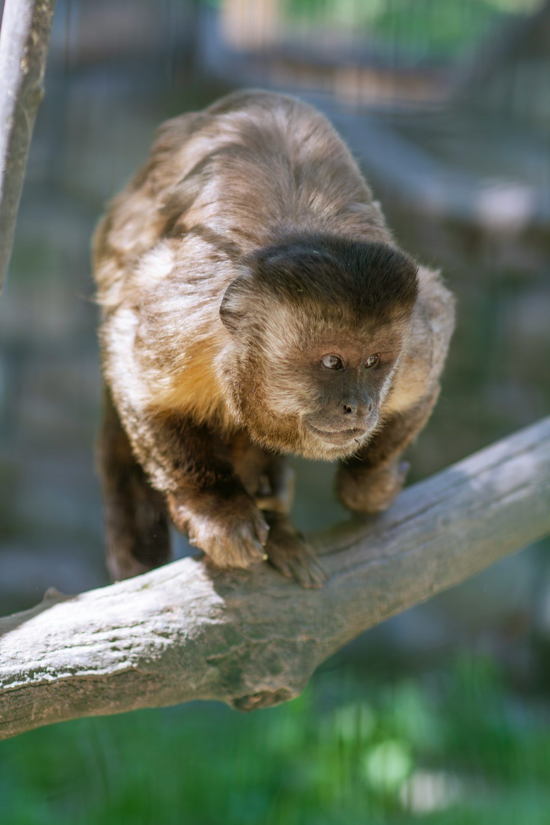A monkey walking on a tree branch in a zoo